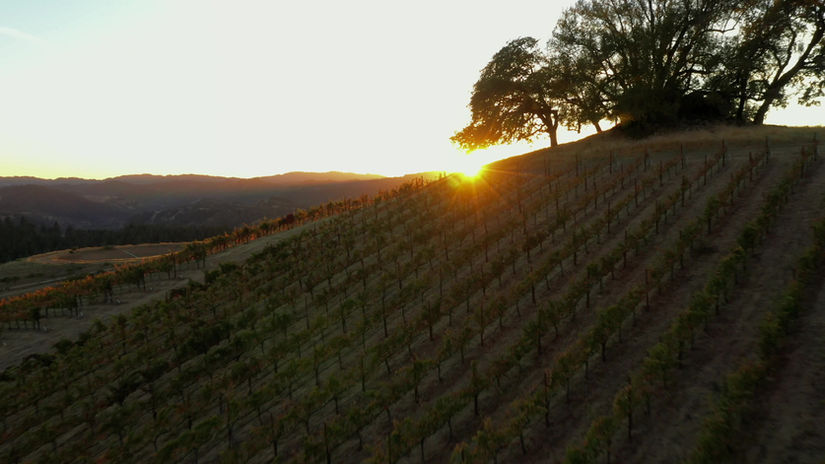 Vineyard 10